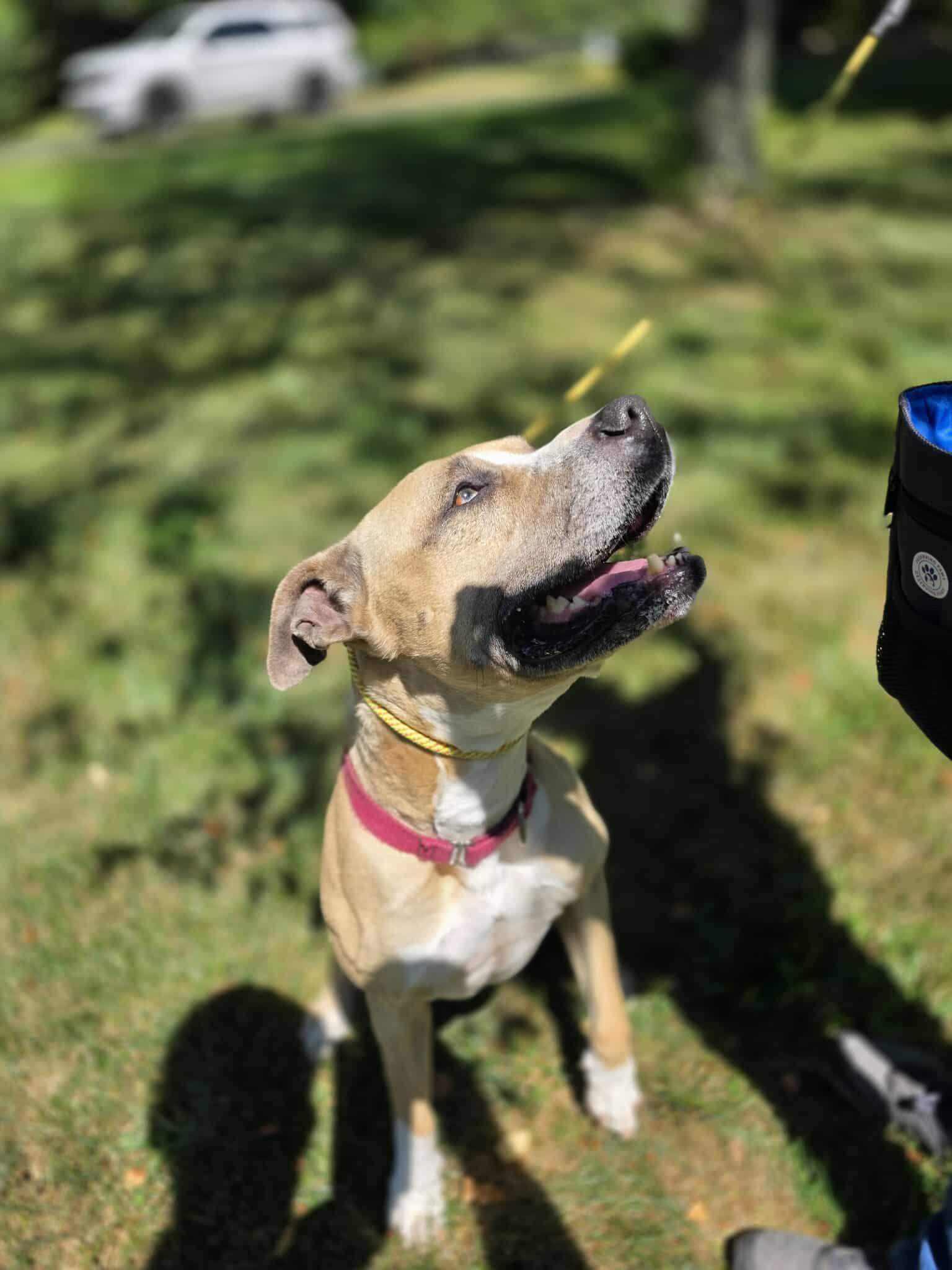 Enlarge Lola, a Adoptable Pit Bull Terrier in Lincoln Park, NJ image 1/6