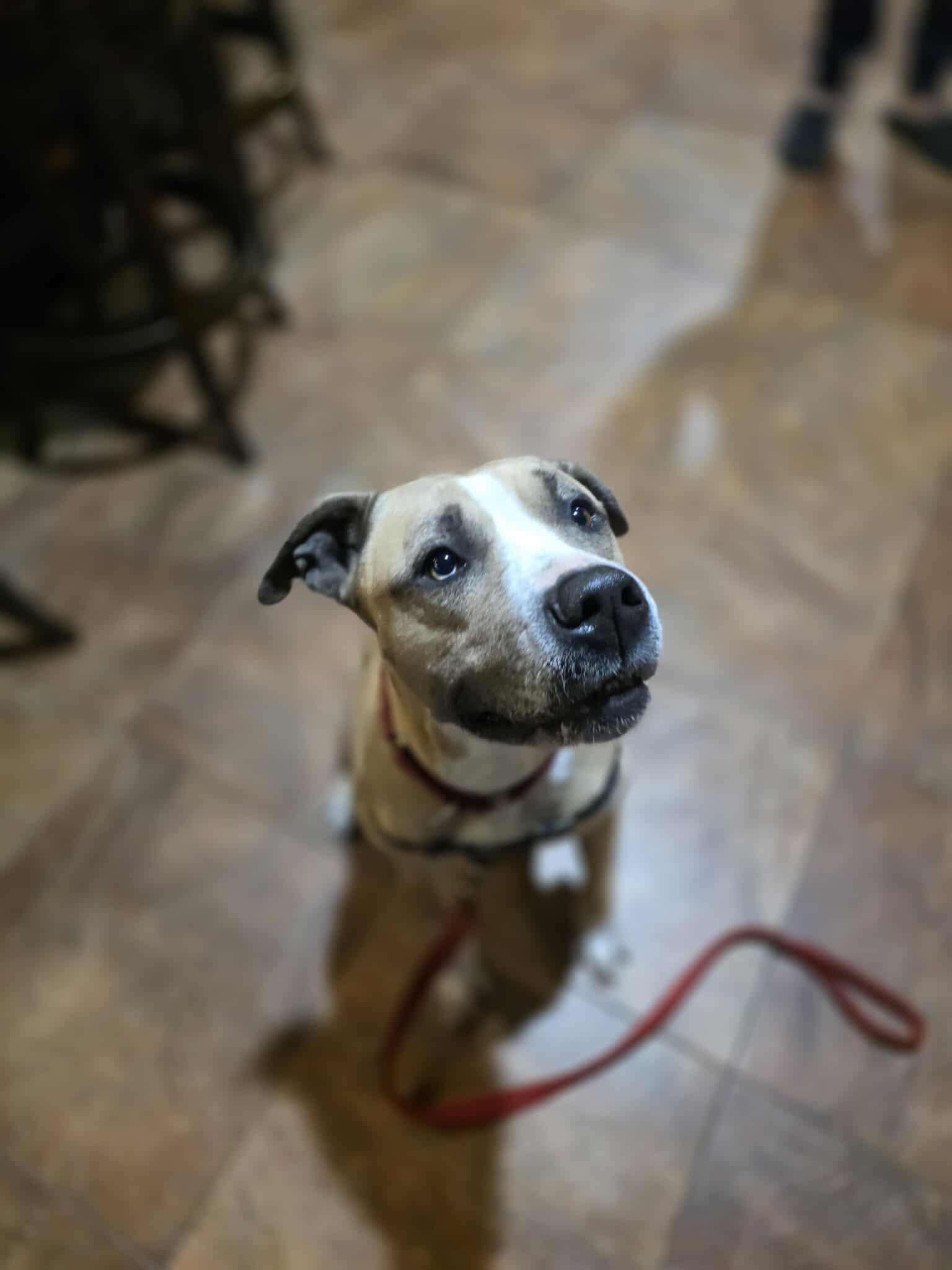 Enlarge Lola, a Adoptable Pit Bull Terrier in Lincoln Park, NJ image 3/6