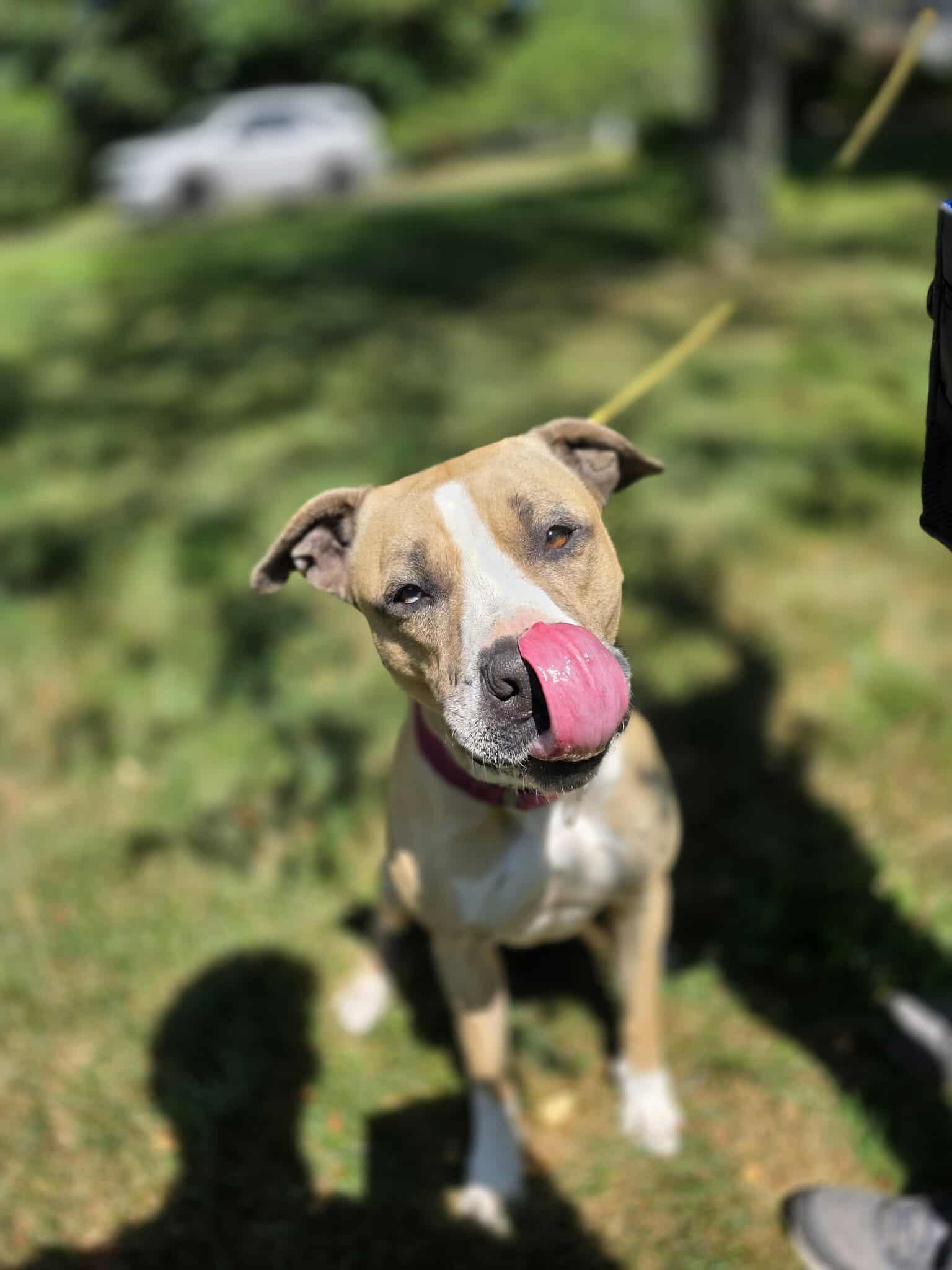 Lola, Adoptable, Adult Female Pit Bull Terrier.