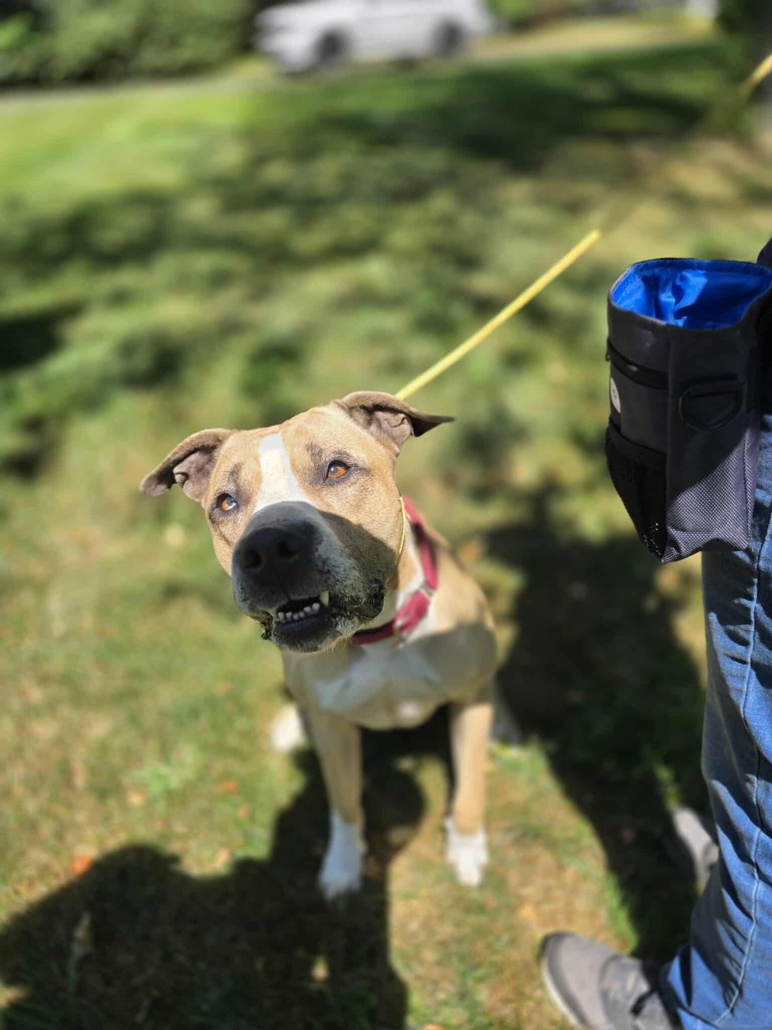 Enlarge Lola, a Adoptable Pit Bull Terrier in Lincoln Park, NJ image 6/6