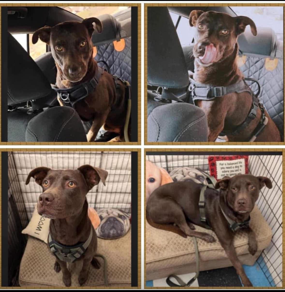 Enlarge Melo, a Adoptable mixed breed in El Paso, TX image 1/1