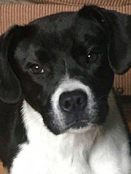 Enlarge Ruby, a Adoptable Mixed Breed in Clayton, GA image 1/3