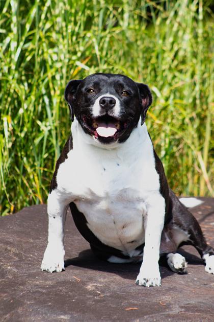 Enlarge Ruby, a Adoptable Mixed Breed in Clayton, GA image 2/3