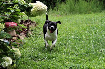 Enlarge Ruby, a Adoptable Mixed Breed in Clayton, GA image 5/6