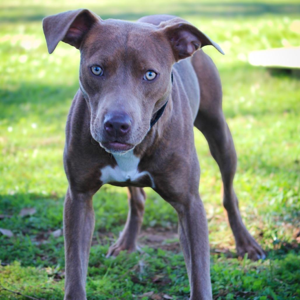 Ruby, Adoptable, Young Female Pit Bull Terrier.
