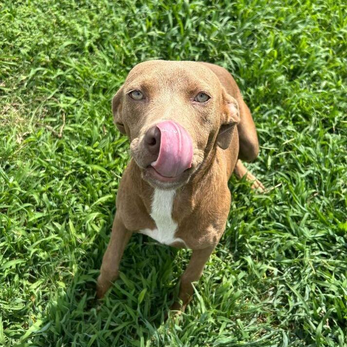 Enlarge Ruby, a Adoptable Pit Bull Terrier in Lake Jackson, TX image 2/2