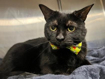 Enlarge Midnight, a Adoptable Domestic Short Hair in Sanford, FL image 1/2