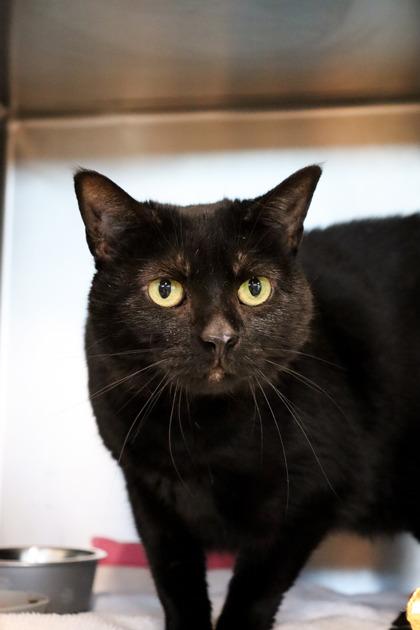 Enlarge Midnight, a Adoptable Domestic Short Hair in Sanford, FL image 1/1