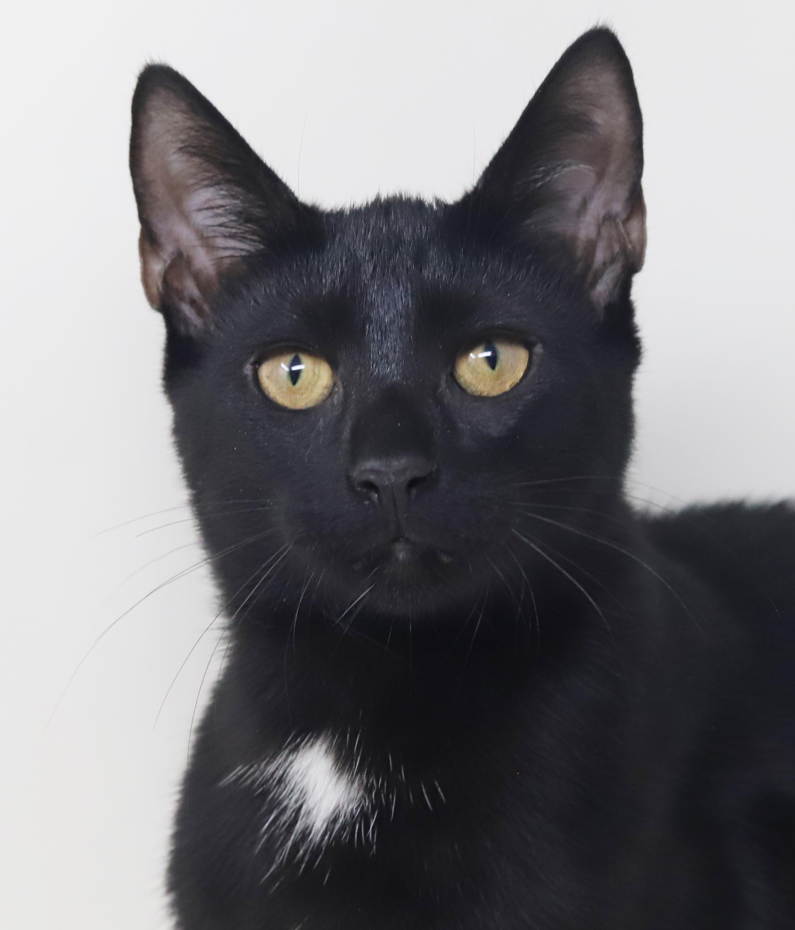 Enlarge Felicia is fun and so filled with love n' snuggles - LO SHED - OLD ENOUGH TO GO SOLO, a Adoptable mixed breed in Bedford Hills, NY image 5/6