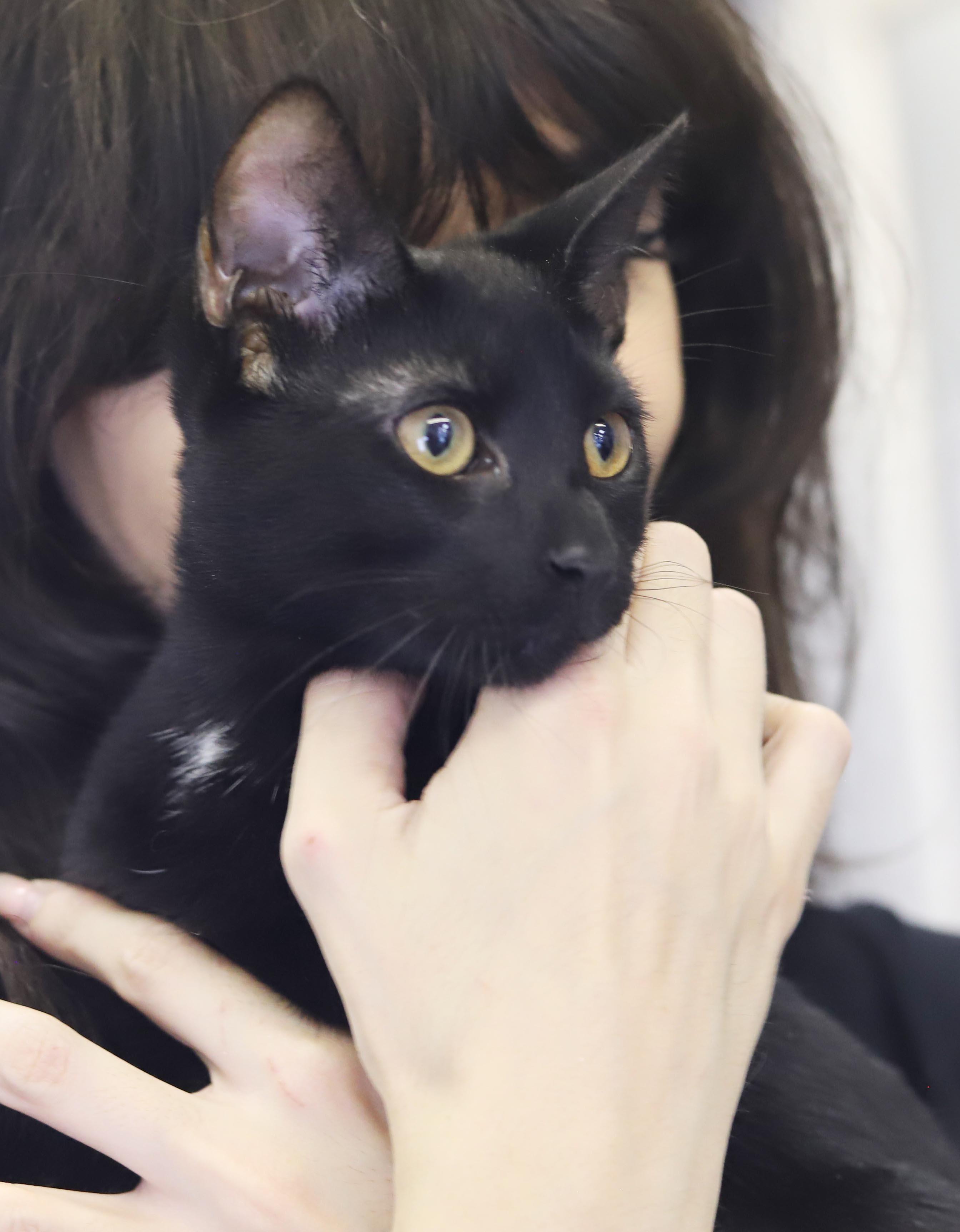 Enlarge Felicia is fun and so filled with love n' snuggles - LO SHED - OLD ENOUGH TO GO SOLO, a Adoptable mixed breed in Bedford Hills, NY image 4/6