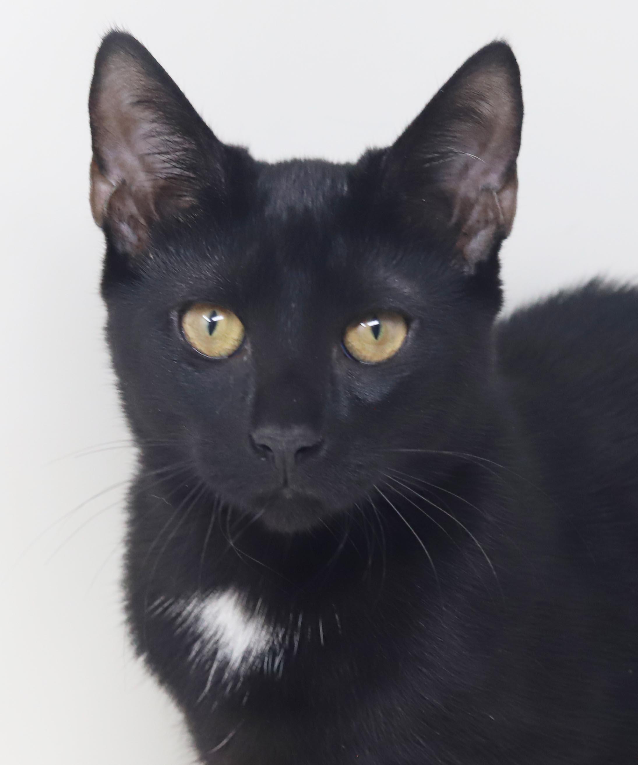 Enlarge Felicia is fun and so filled with love n' snuggles - LO SHED - OLD ENOUGH TO GO SOLO, a Adoptable mixed breed in Bedford Hills, NY image 1/6