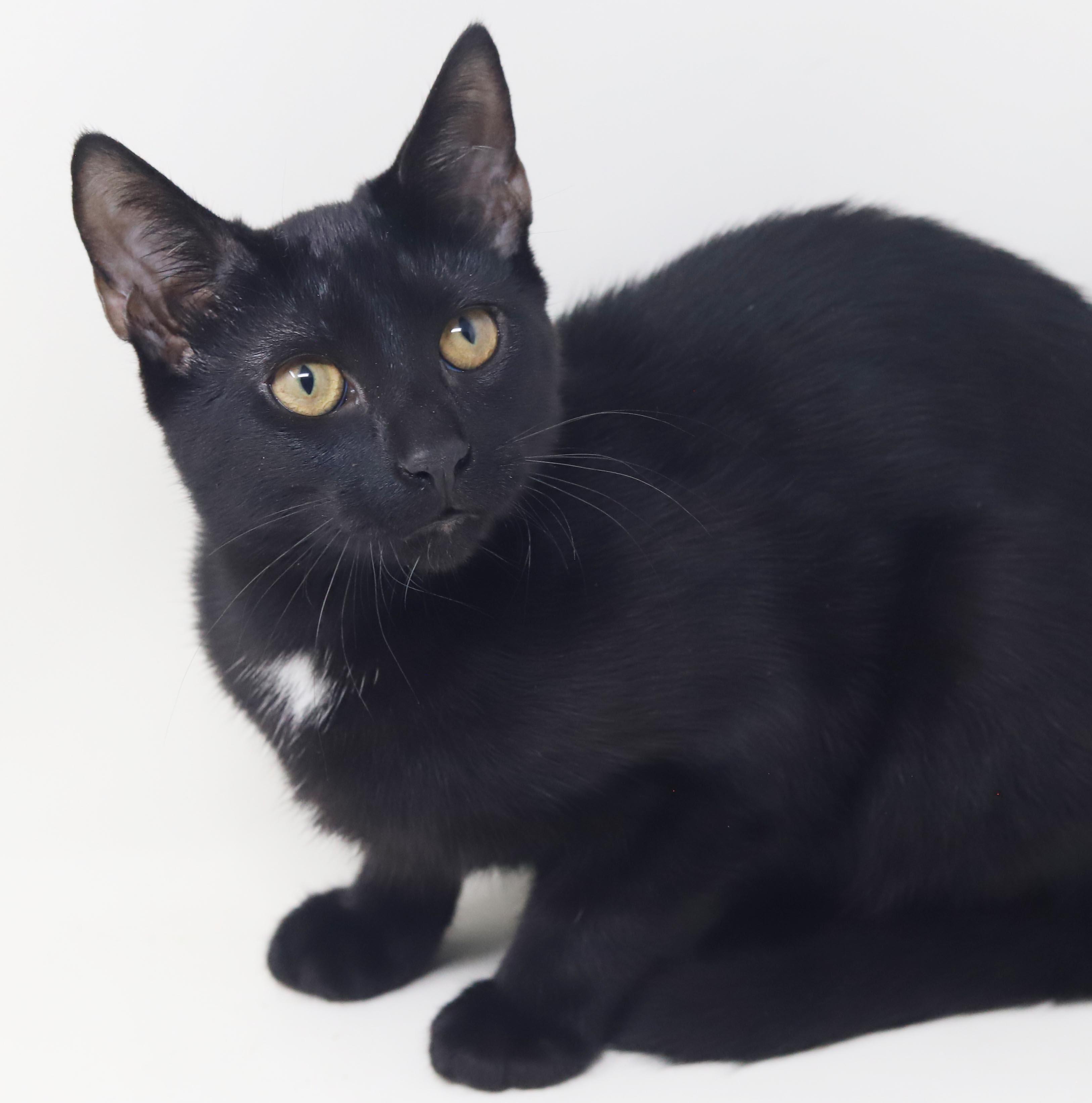 Enlarge Felicia is fun and so filled with love n' snuggles - LO SHED - OLD ENOUGH TO GO SOLO, a Adoptable mixed breed in Bedford Hills, NY image 3/6
