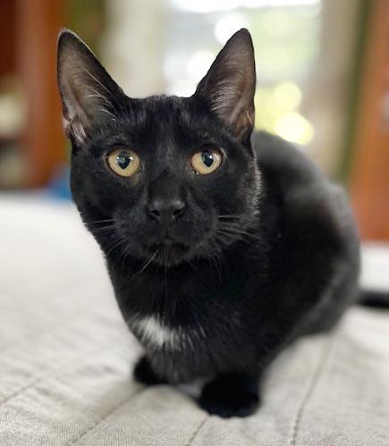 Enlarge Felicia is fun and so filled with love n' snuggles - LO SHED - OLD ENOUGH TO GO SOLO, a Adoptable mixed breed in Bedford Hills, NY image 6/6