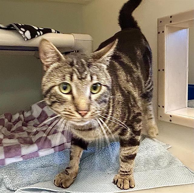 Enlarge OBI, a Adoptable Domestic Short Hair in Salinas, CA image 1/1