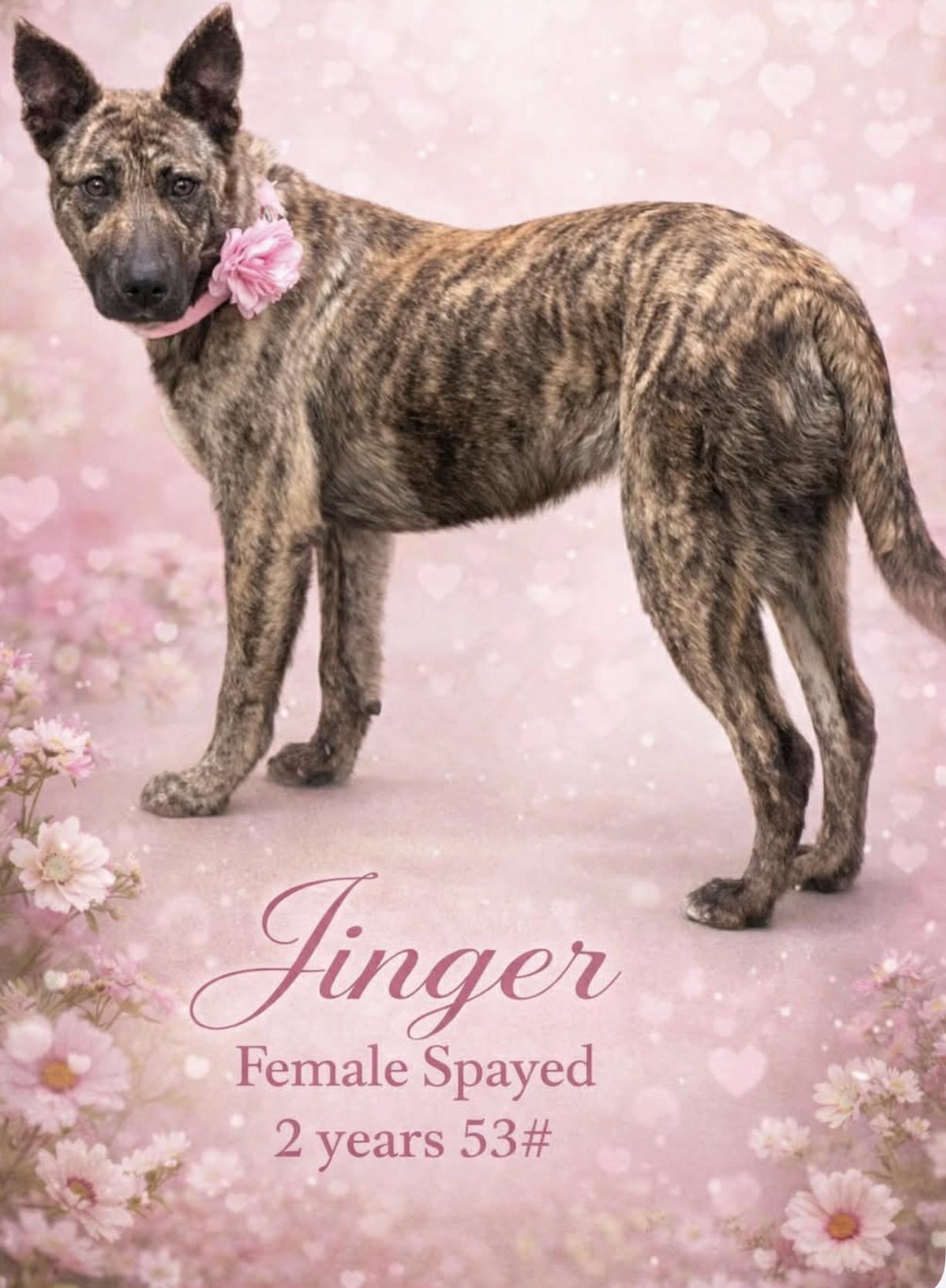 Enlarge Jinger, a ADOPTABLE mixed breed in Kankakee, IL image 1/1