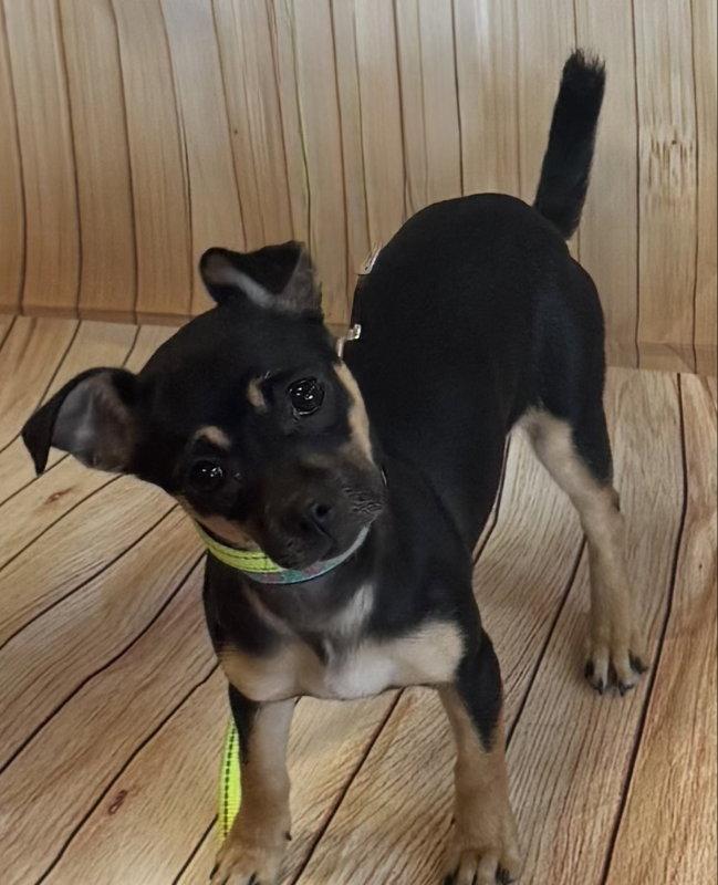 Chelan, Adopted, Young Female Chihuahua & Miniature Pinscher.