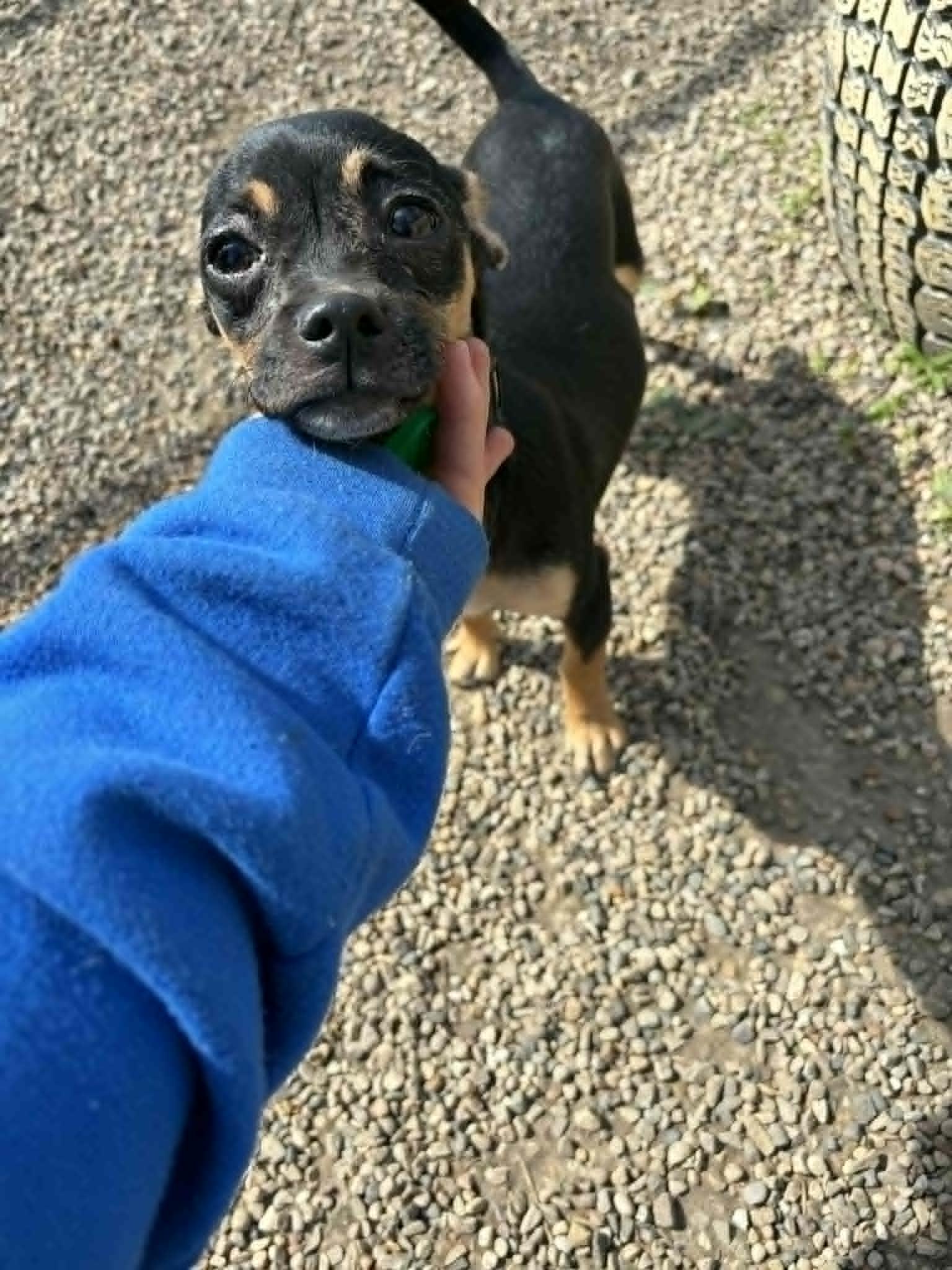 Enlarge Chelan, a Adopted mixed breed in Mukwonago, WI image 2/3