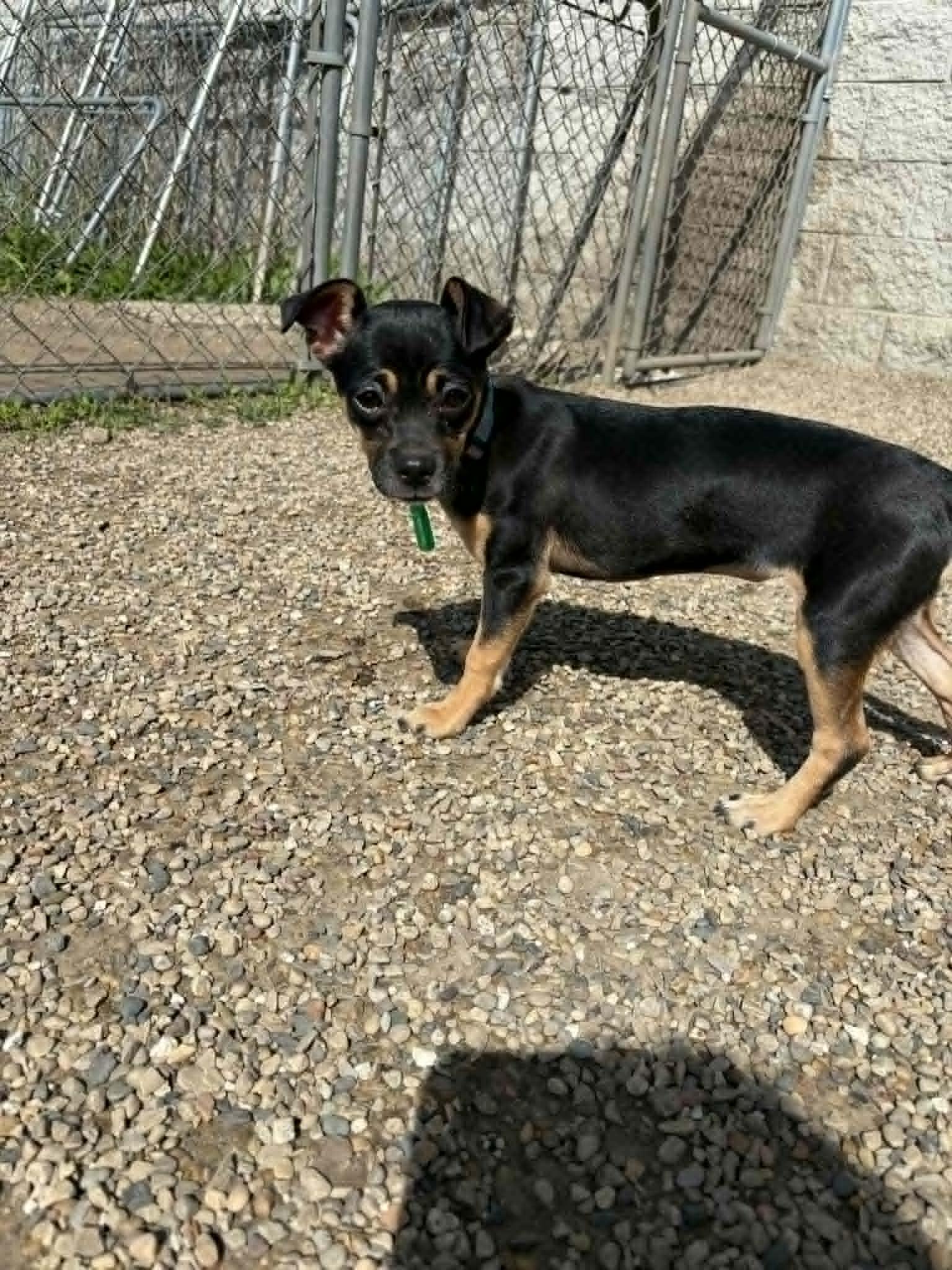 Enlarge Chelan, a Adopted mixed breed in Mukwonago, WI image 3/3