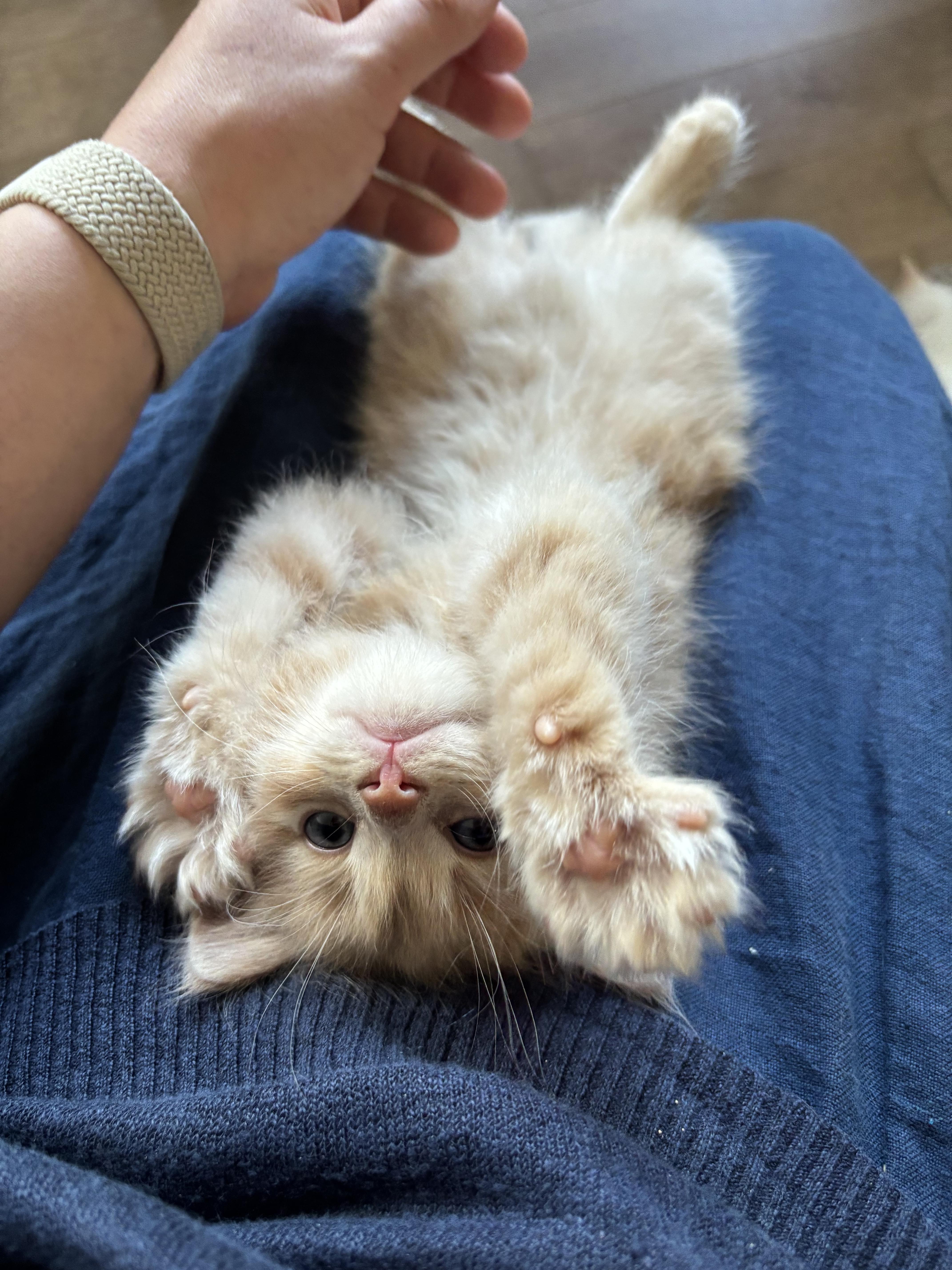 Baryshnikov, a ADOPTABLE Domestic Short Hair in Mississauga, ON image 1/5
