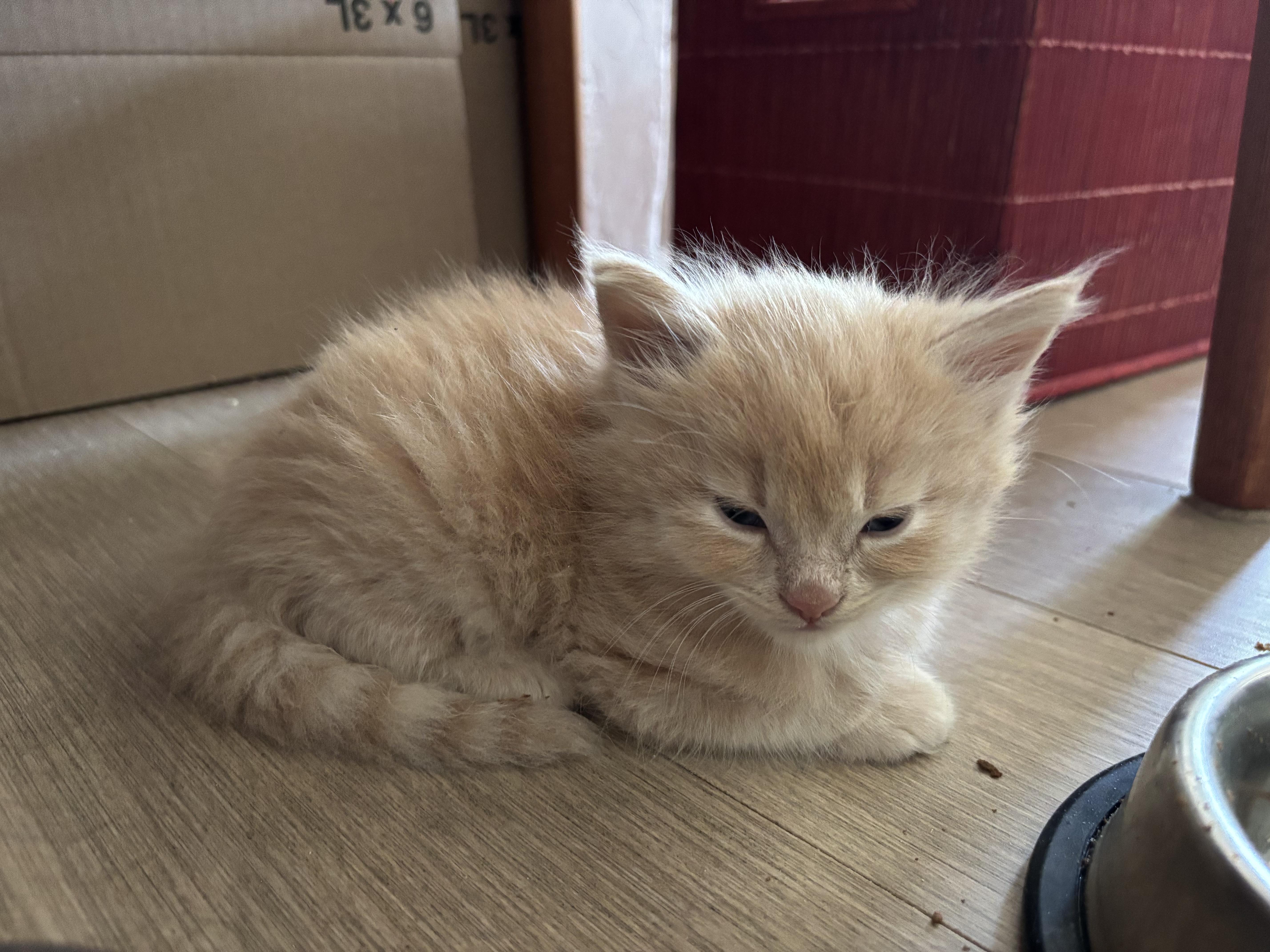 Baryshnikov, a ADOPTABLE Domestic Short Hair in Mississauga, ON image 2/5