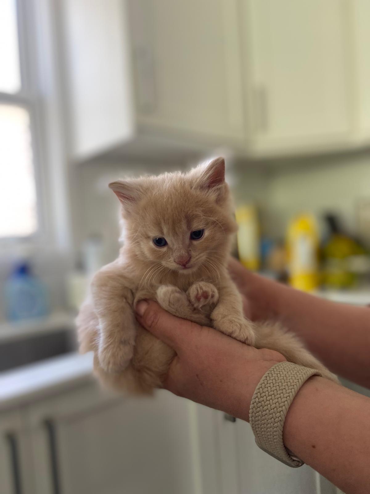 Baryshnikov, a ADOPTABLE Domestic Short Hair in Mississauga, ON image 3/5