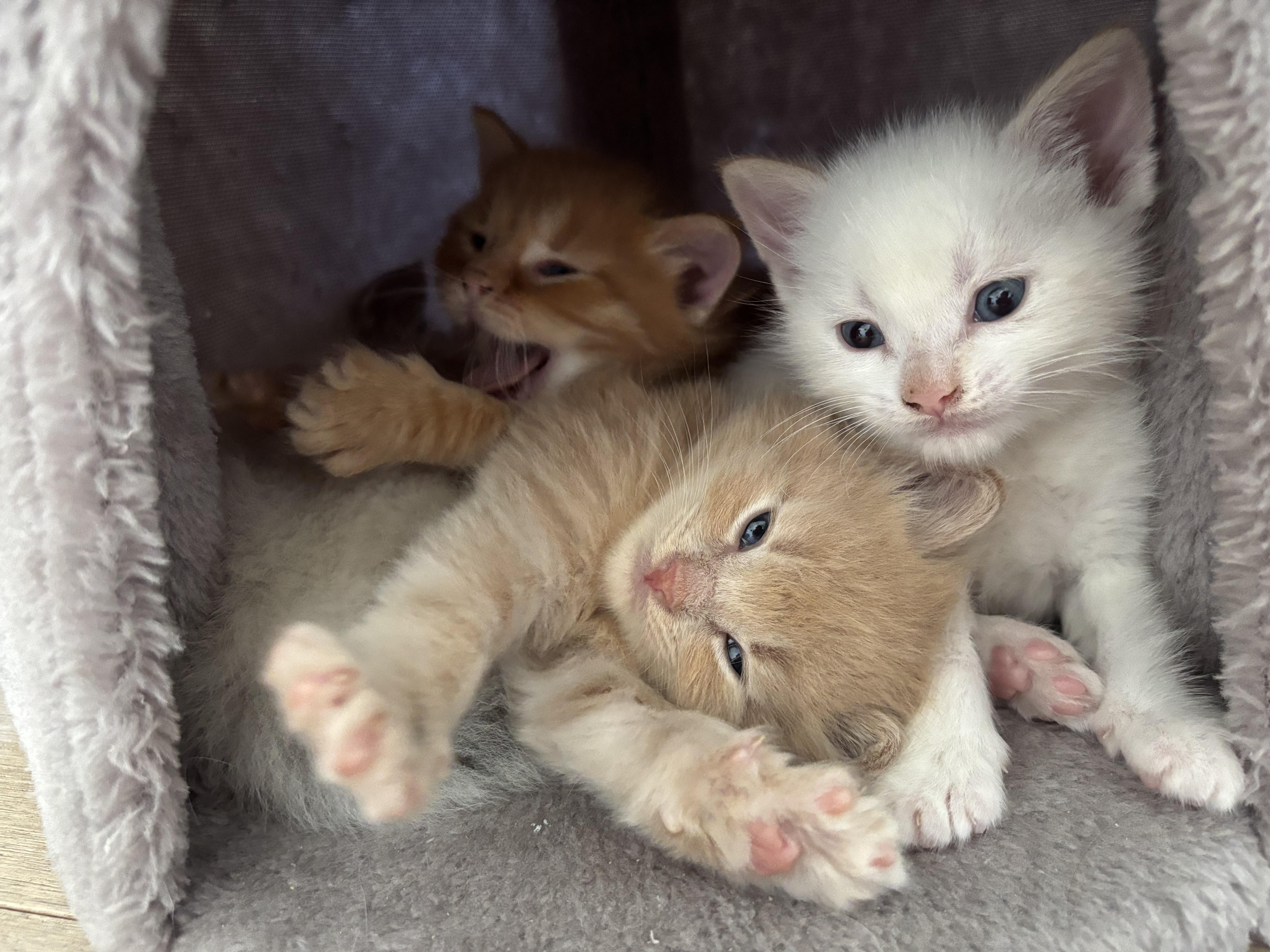 Baryshnikov, a ADOPTABLE Domestic Short Hair in Mississauga, ON image 5/5