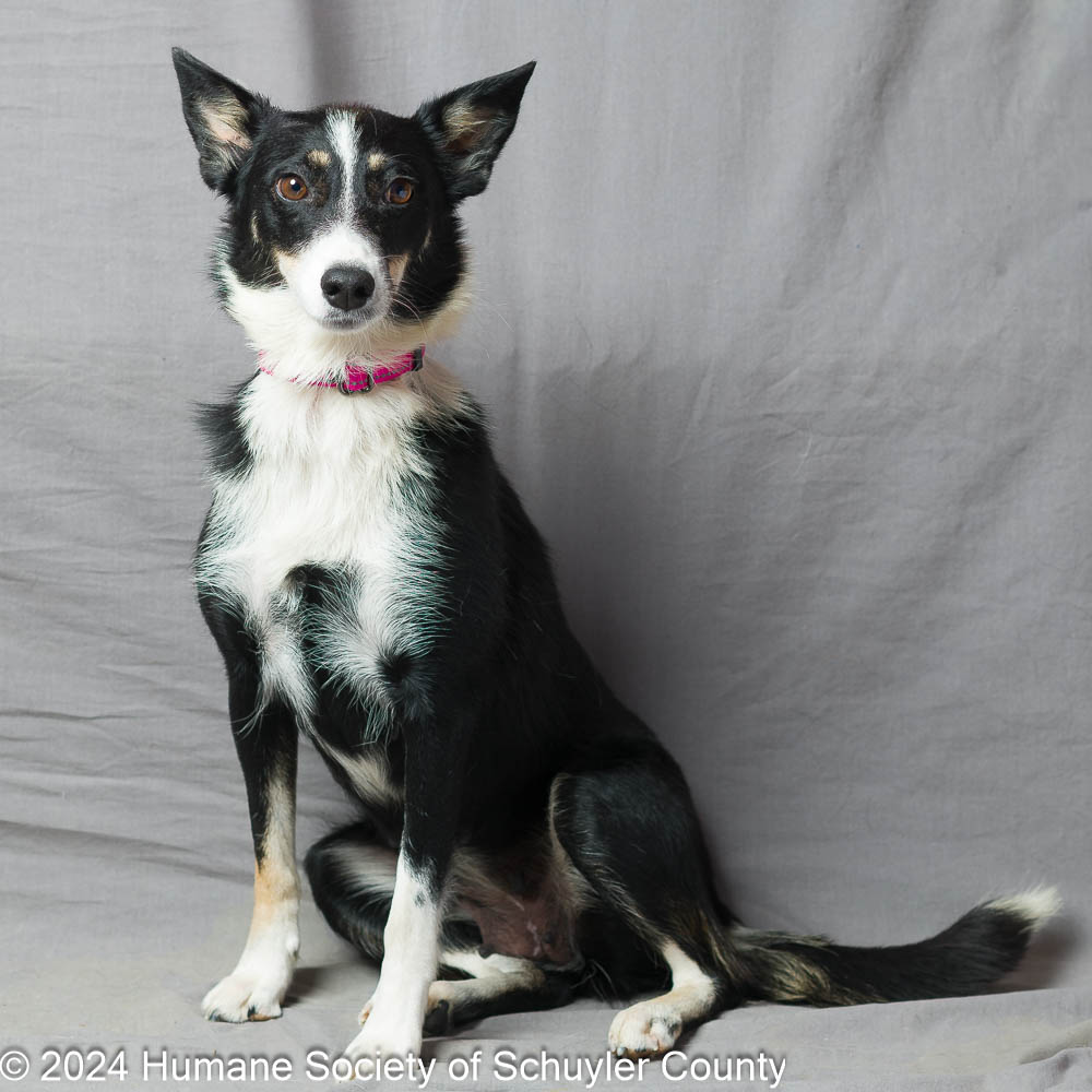 Dog for adoption Lilah, a Border Collie Mix in Montour Falls, NY