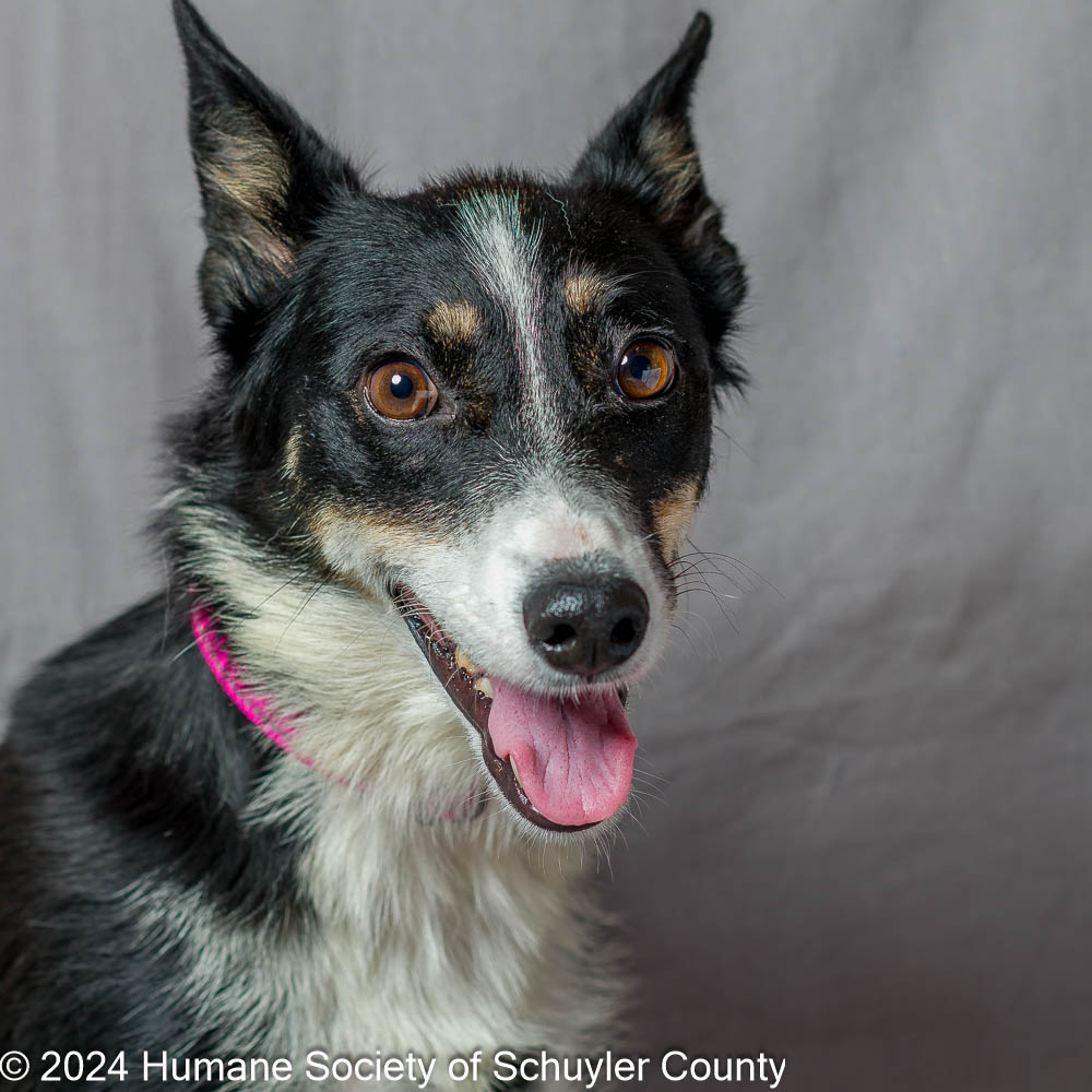 Dog for adoption Lilah, a Border Collie Mix in Montour Falls, NY