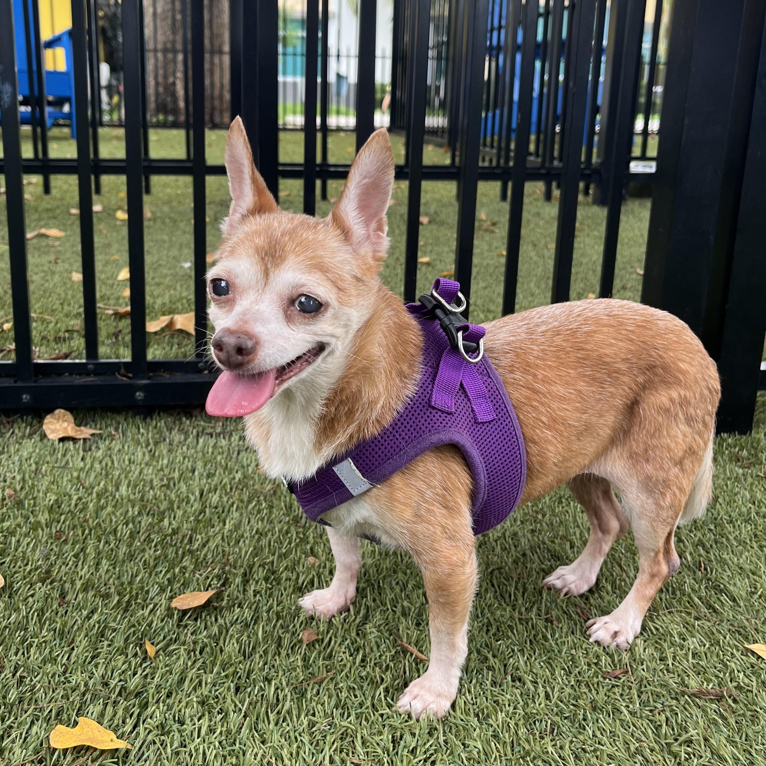 Reba 7503, adoptable, Senior Female Chihuahua.