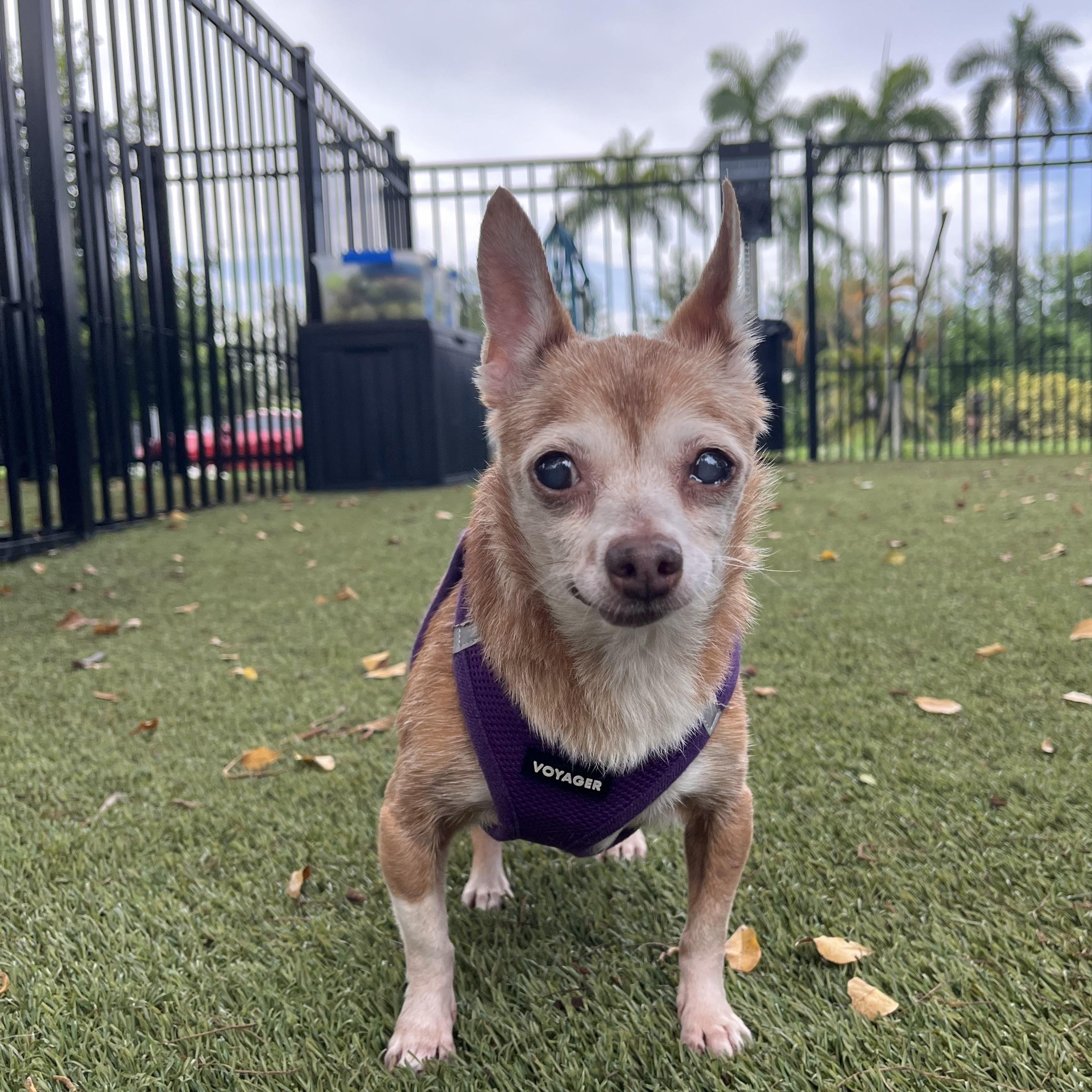 Reba 7503, an adoptable mixed breed in Boca Raton, FL image 3/3