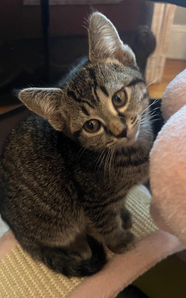 2025-172 Vega - in foster