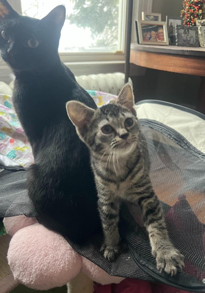 2025-172 Vega - in foster — thumbnail 2