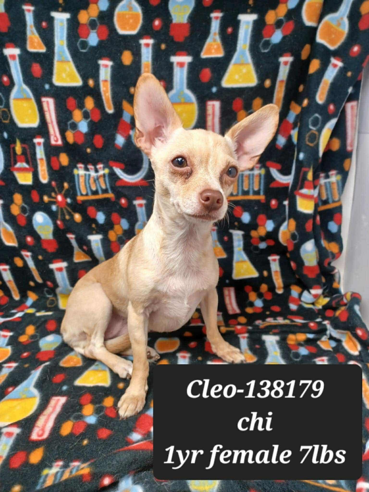 Cleo