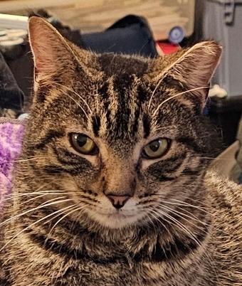 Belle De Catio, Adoptable, Young Female Tabby.
