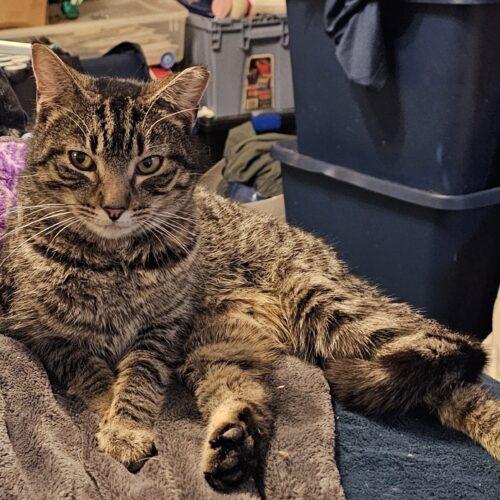 Enlarge Belle De Catio, a Adoptable Tabby in Biloxi, MS image 2/2