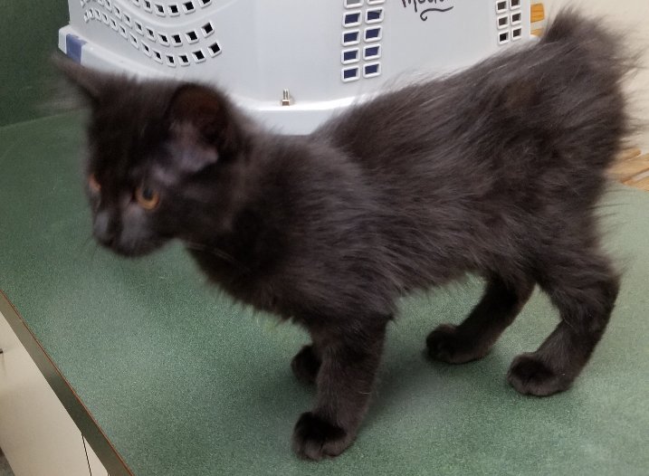 Cat for adoption Darth Vader Loganville, GA, a Domestic Medium Hair