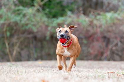 Enlarge Kuma, a Adoptable Mixed Breed in West Chester, PA image 1/3