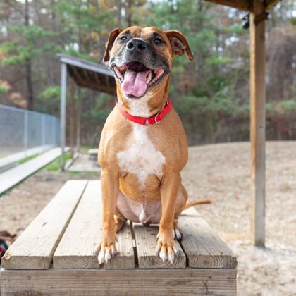 Enlarge Kuma, a Adoptable Mixed Breed in West Chester, PA image 2/3
