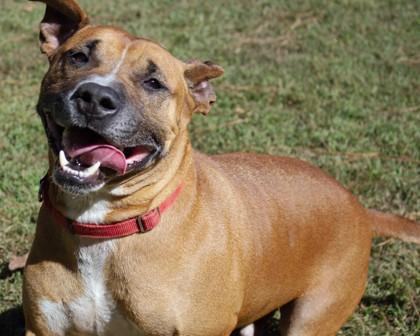 Enlarge Kuma, a Adoptable Mixed Breed in West Chester, PA image 3/3