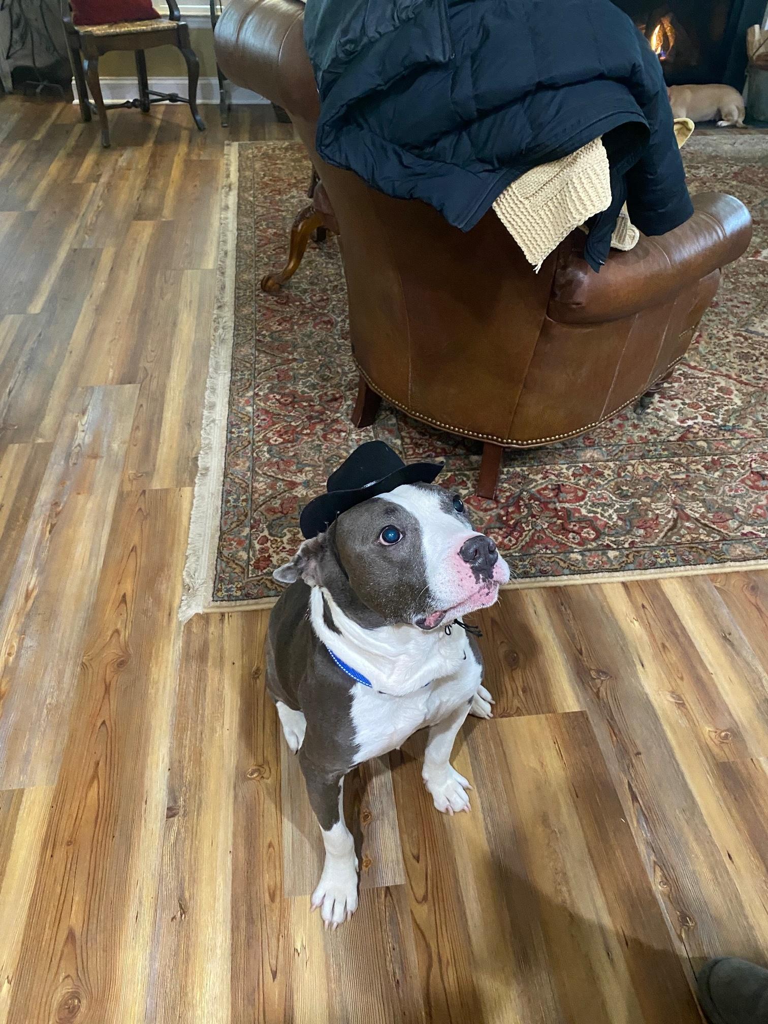 Enlarge Bennet, an adopted mixed breed in Mechanicsburg, PA image 1/4