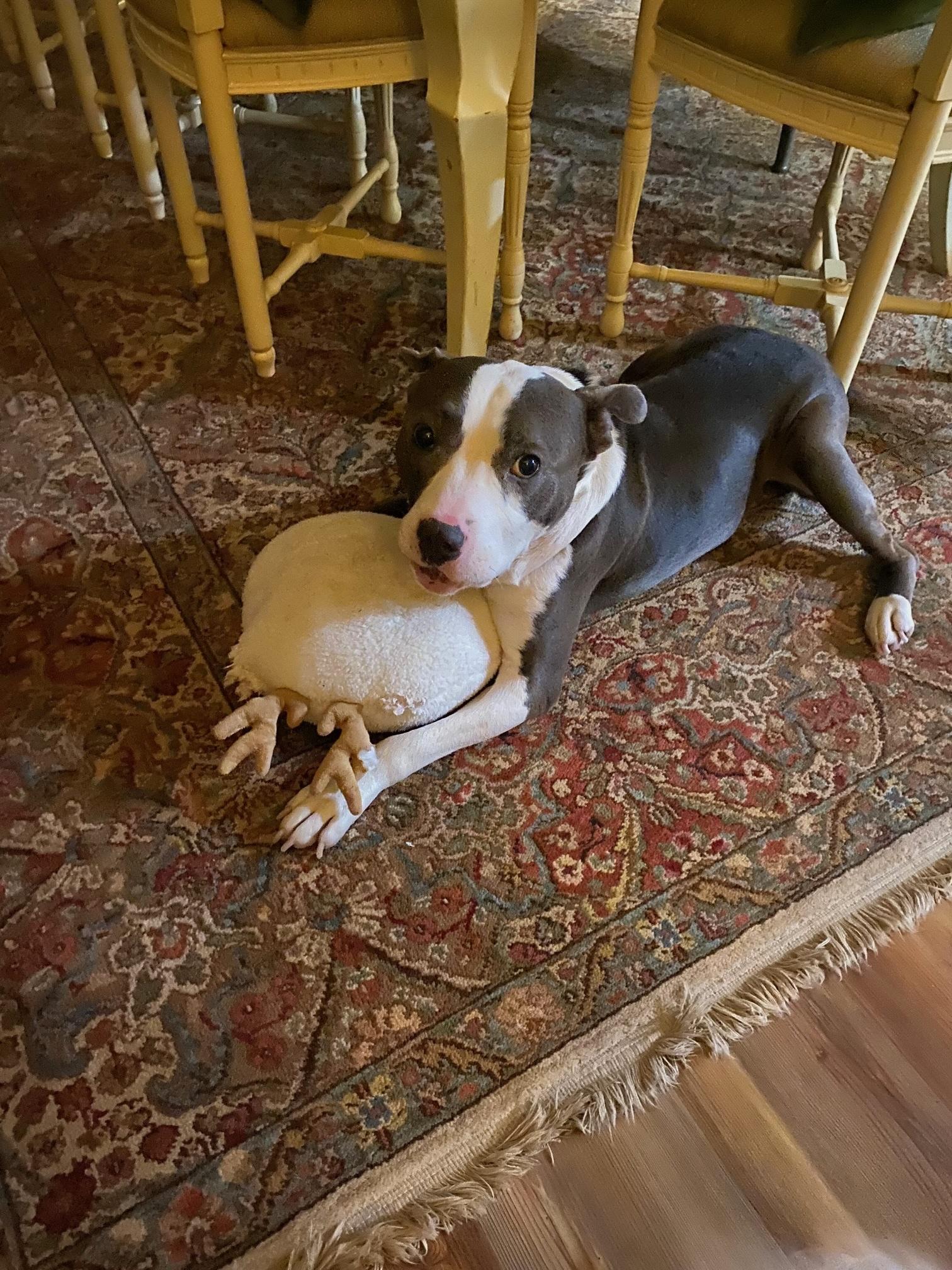 Enlarge Bennet, an adopted mixed breed in Mechanicsburg, PA image 3/4