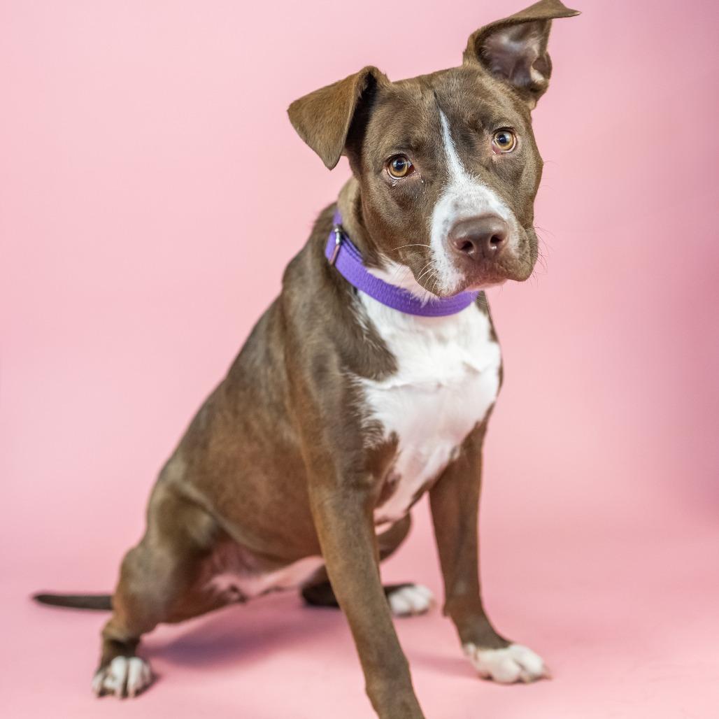 Little, Adoptable, Adult Female Mixed Breed.