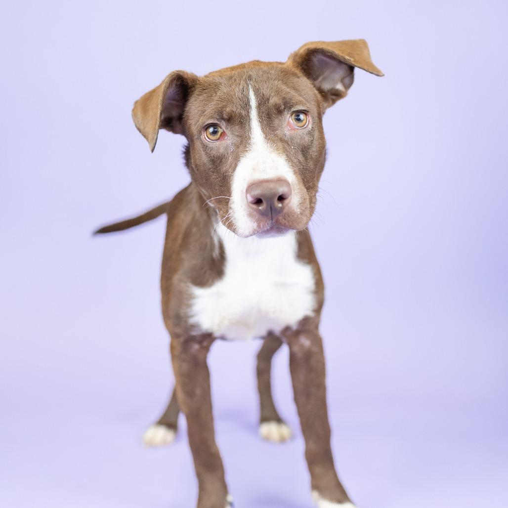 Enlarge Little, a Adoptable Mixed Breed in Portland, OR image 2/2