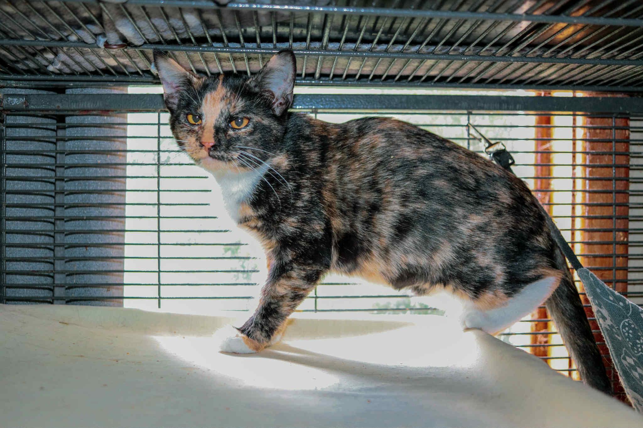 Snow White, a Adoptable Calico in Cosby, TN image 1/4