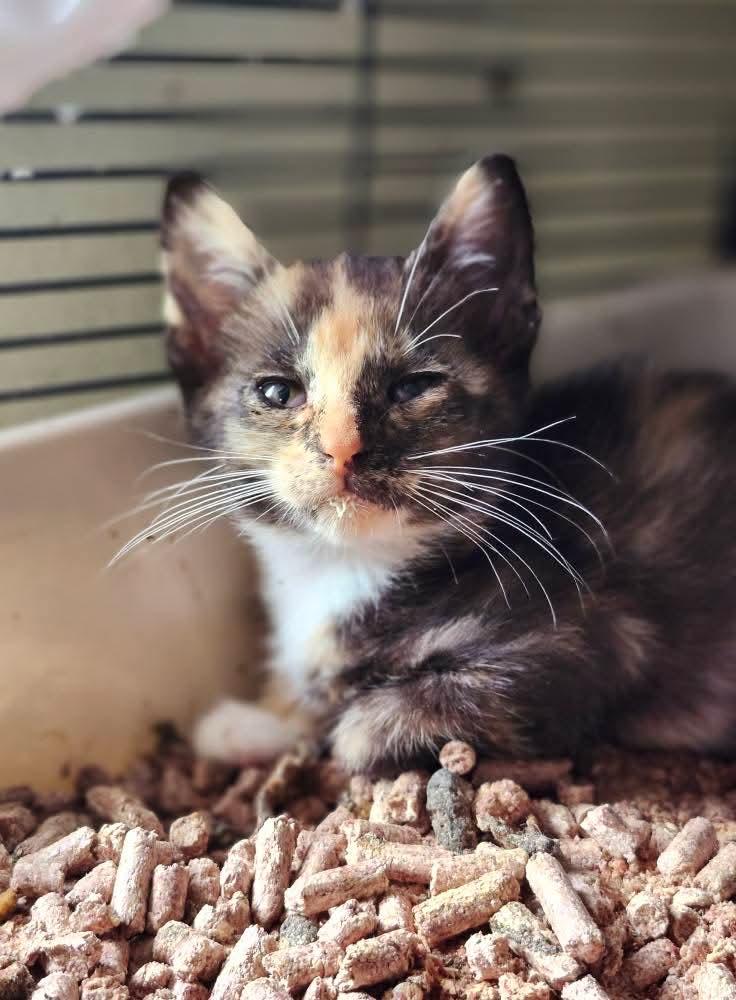 Snow White, a Adoptable Calico in Cosby, TN image 2/4