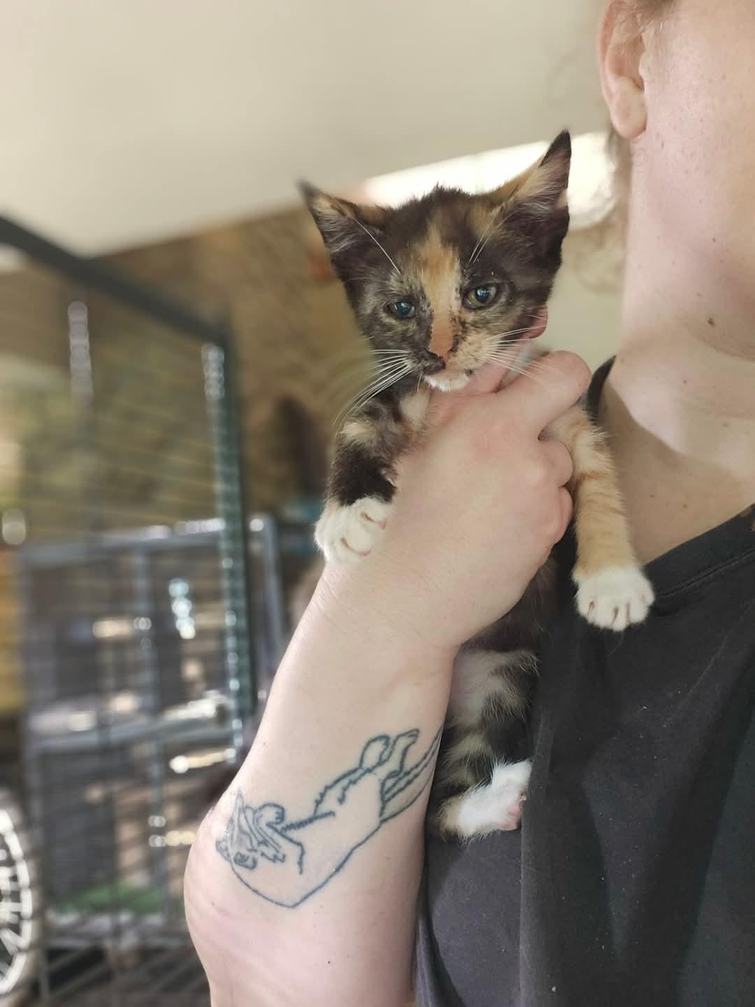 Snow White, a Adoptable Calico in Cosby, TN image 3/4