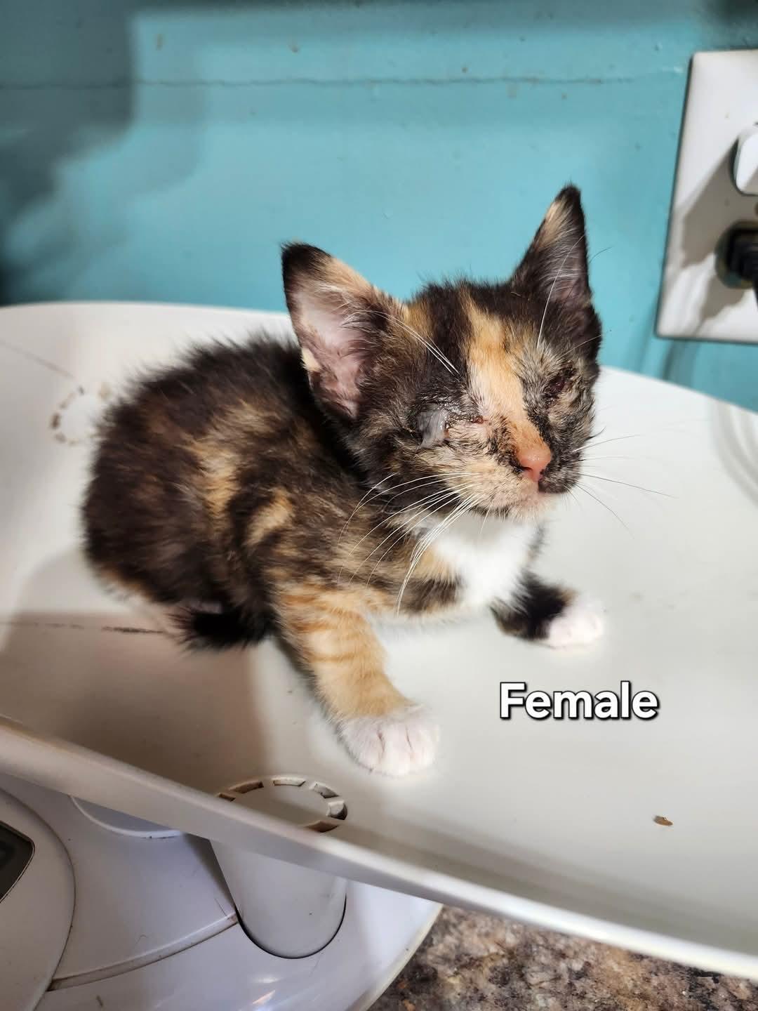 Snow White, a Adoptable Calico in Cosby, TN image 4/4