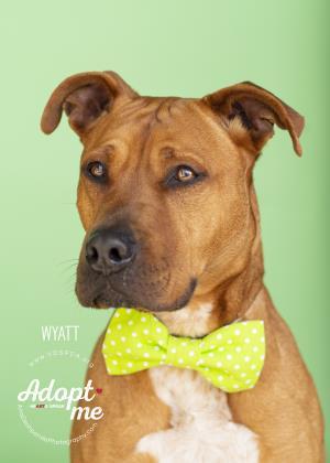 Wyatt, Adoptable, Adult Male Pit Bull Terrier & Mixed Breed.
