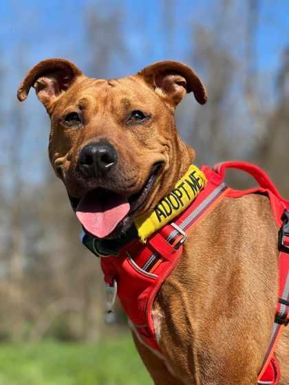 Enlarge Wyatt, a Adoptable mixed breed in Visalia, CA image 3/3