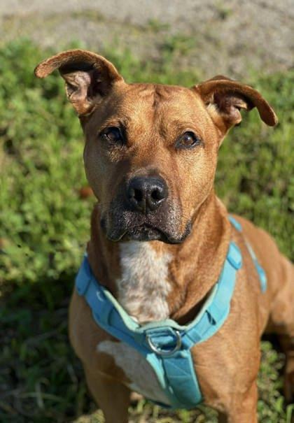 Wyatt, a Adoptable mixed breed in Visalia, CA image 3/3